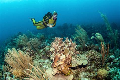 ambergriz videos|Belize Videos, Scuba diving, San Pedro Movies .